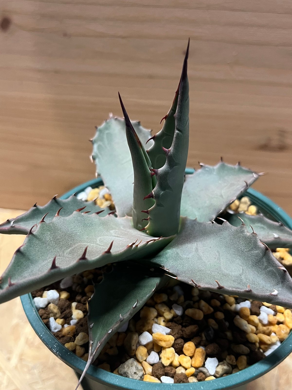 アガベ パリー ネオメキシカーナ | GREEN LUCK