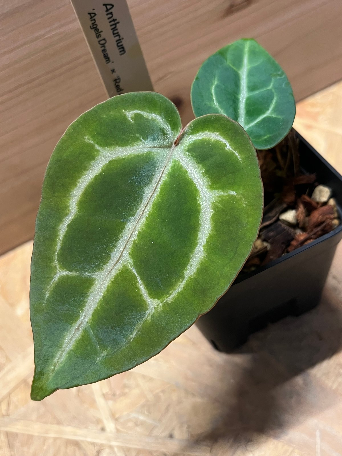 アンスリウム エンジェルズドリーム×レッドクリスタリナム | GREEN LUCK