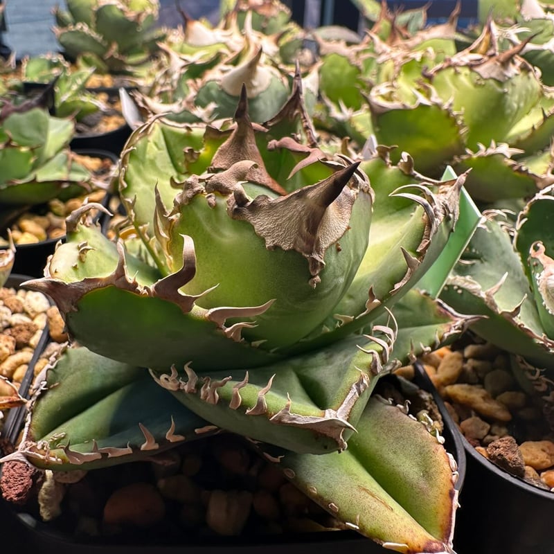 アガベ チタノタ CJ 大白鯊 | GREEN LUCK