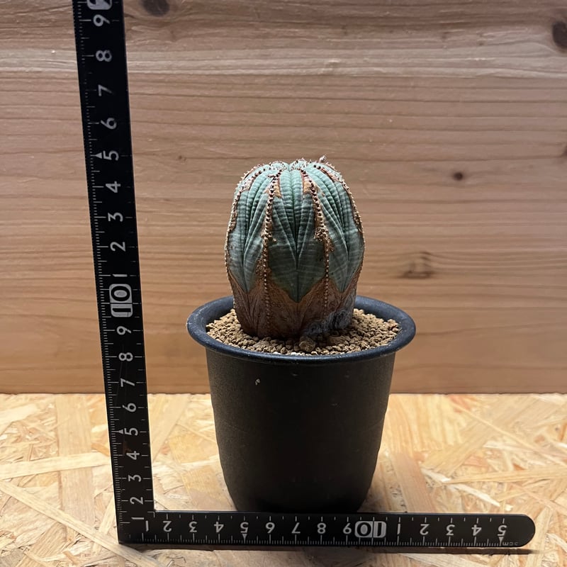 ユーフォルビア オールド オベサ | GREEN LUCK