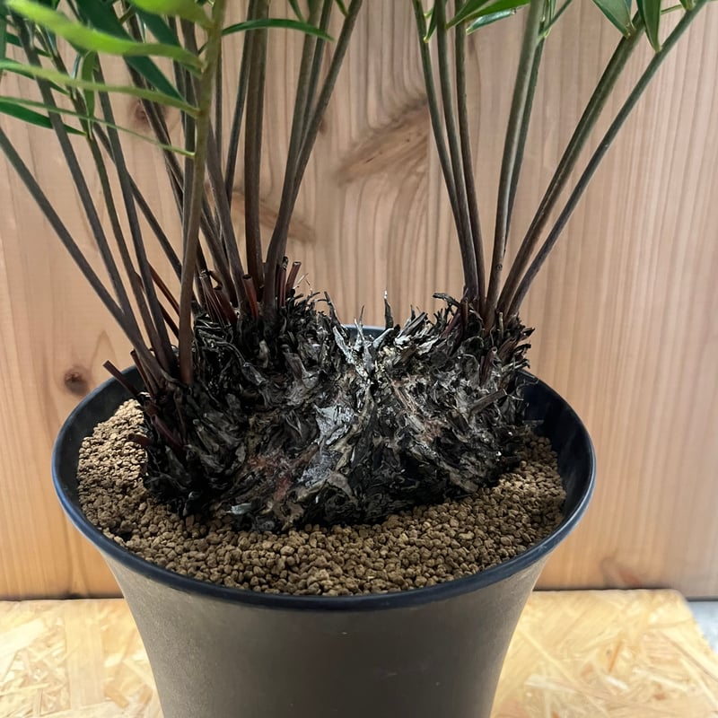 ザミア フロリダーナ | GREEN LUCK