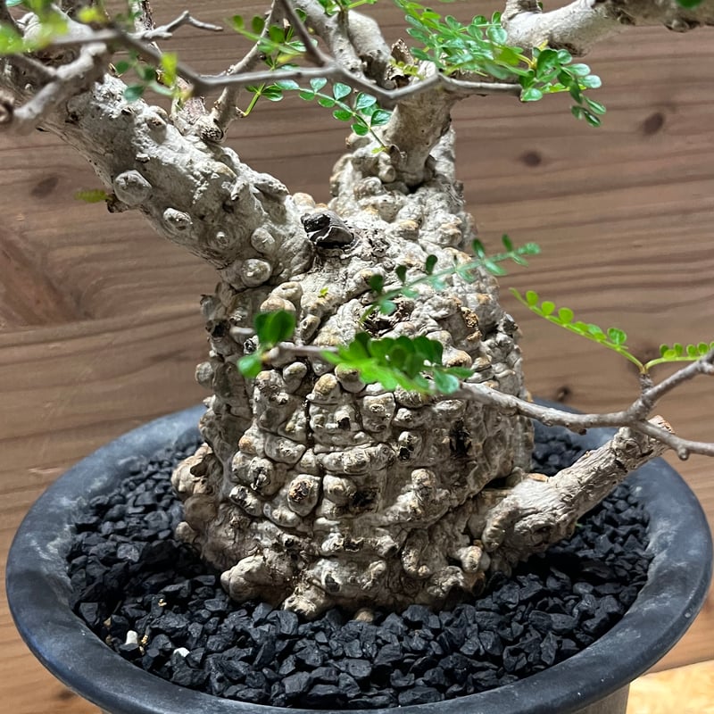 オペルクリカリア パキプス 現地発根済み | GREEN LUCK