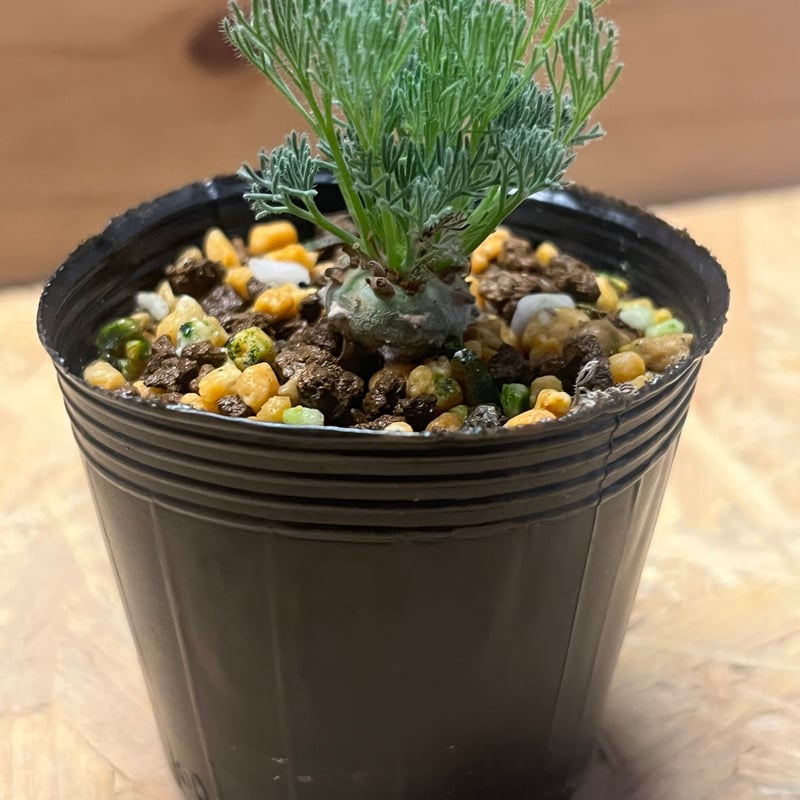 モンソニア ペニクリナム | GREEN LUCK