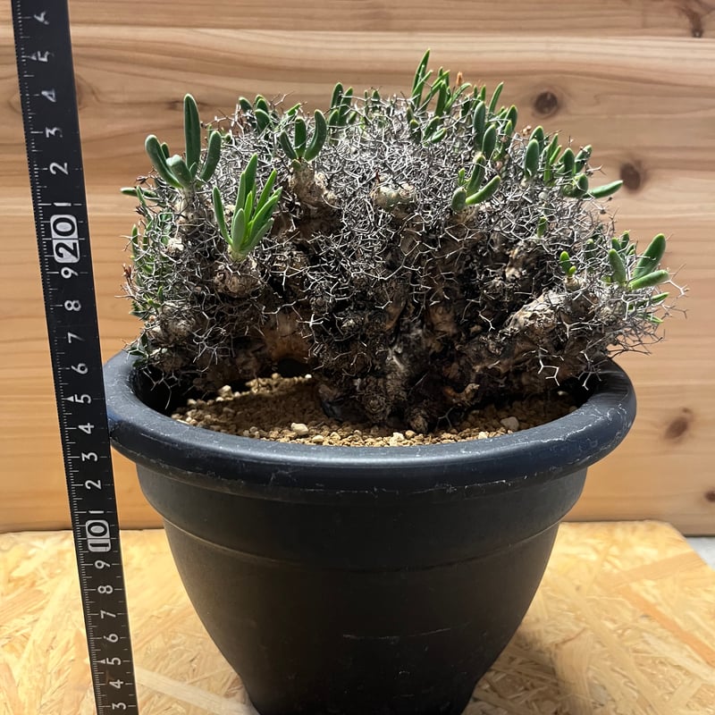 チレコドン レティキュラーツス 万物想 | GREEN LUCK