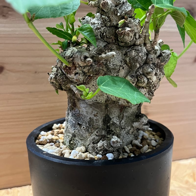 オオハマボウ （ユウナ） | GREEN LUCK