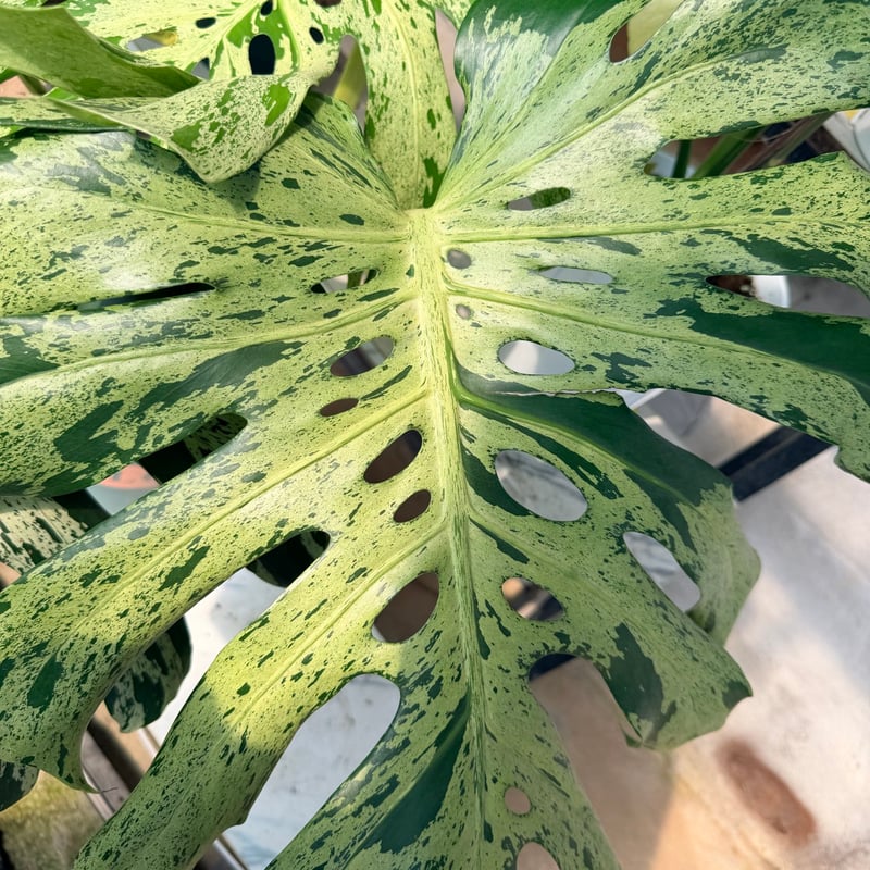 モンステラ デリシオーサ 'バルバソー' | GREEN LUCK