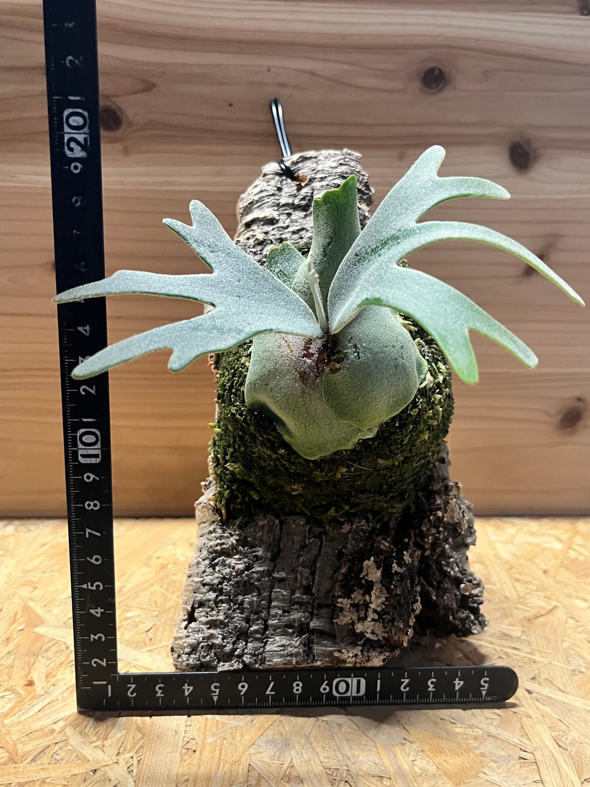 ビカクシダ バクテリア スポア | GREEN LUCK