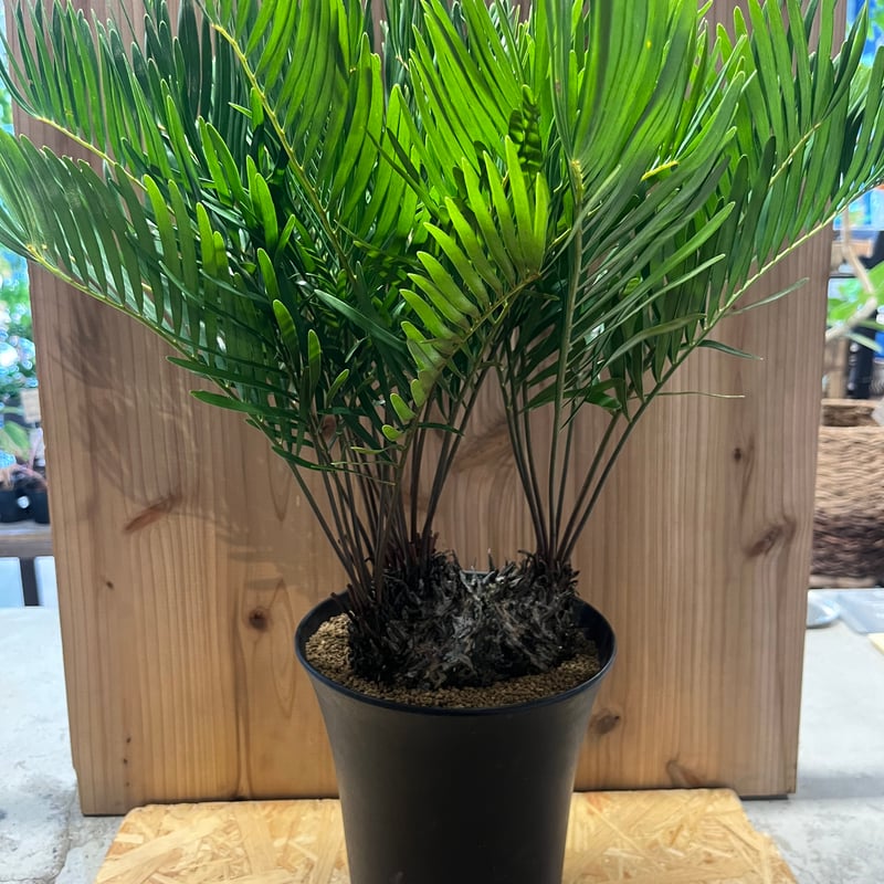 ザミア フロリダーナ | GREEN LUCK