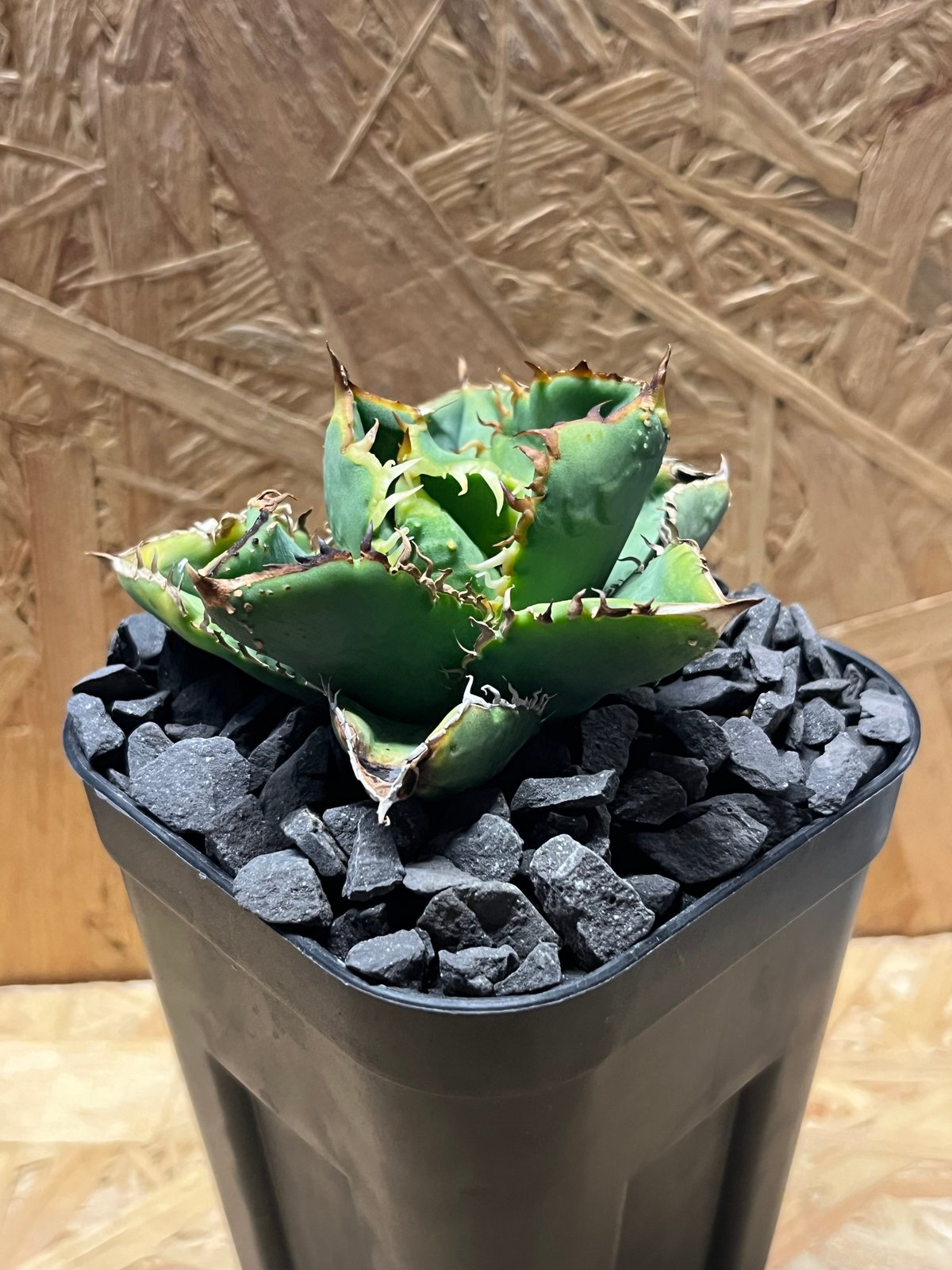 アガベ チタノタ ノーネーム スタッズ | GREEN LUCK