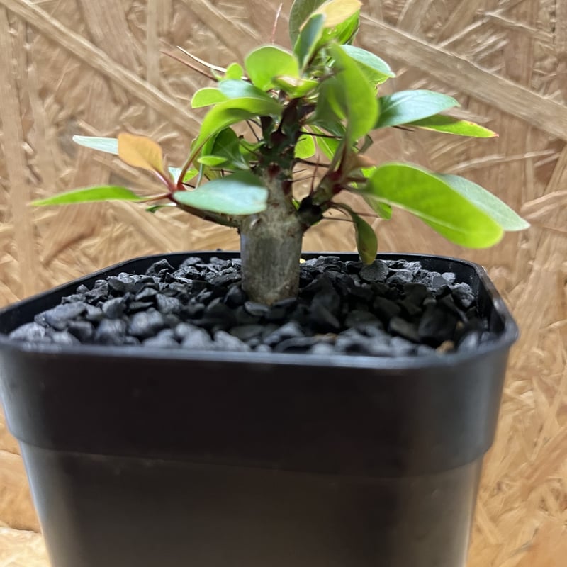 フォークイエリア ファシクラータ | GREEN LUCK