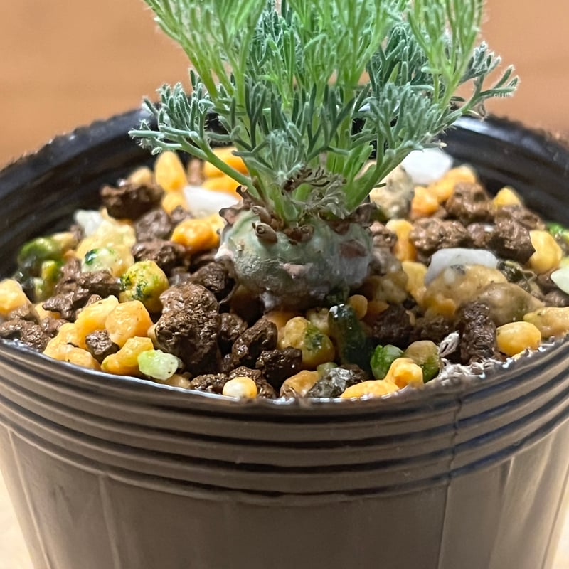 モンソニア ペニクリナム | GREEN LUCK