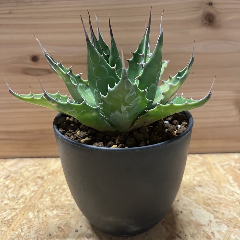 アガベ モンタナ | GREEN LUCK