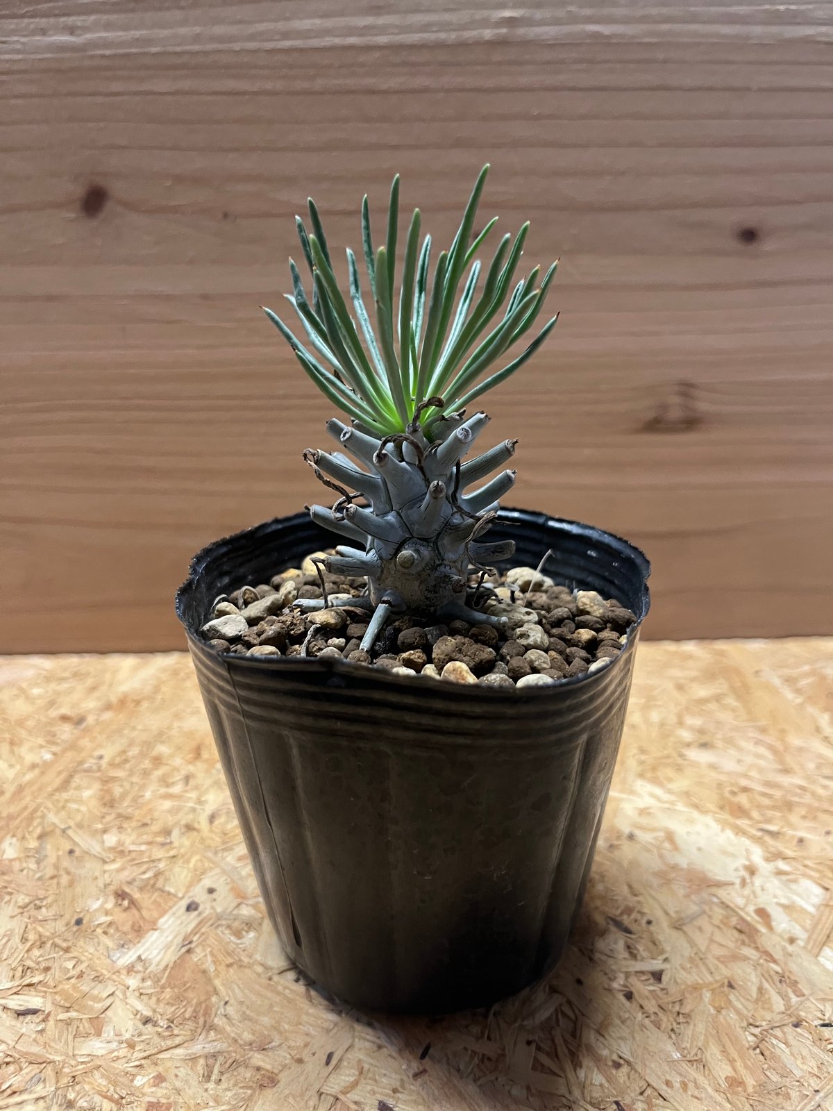 チレコドン ワリチー | GREEN LUCK