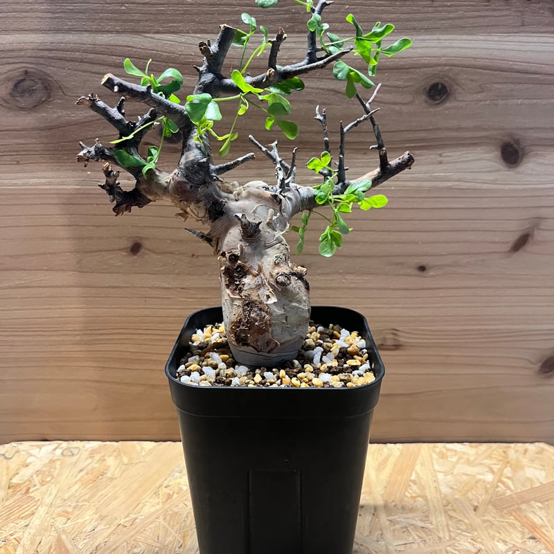 コミフォラ カタフ ソマリア ピュアカタフ | GREEN LUCK