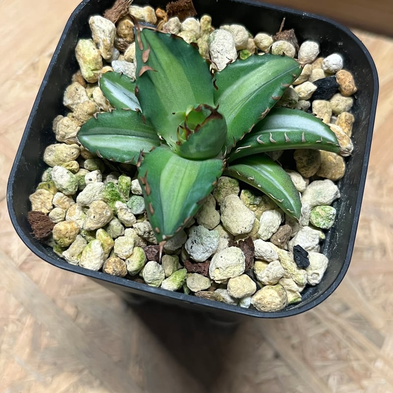 669【上澳園芸】アガベ チタノタ 姫厳竜錦 白中斑錦 希少株 669【上澳