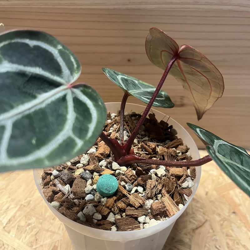 アンスリウム スカーレット | GREEN LUCK