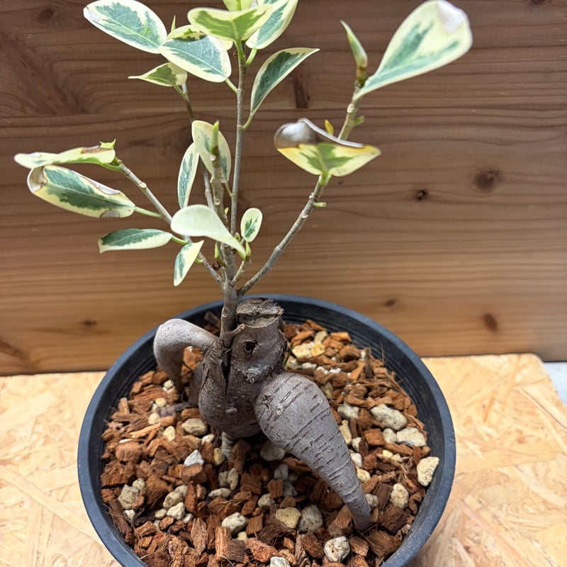 パンダガジュマル 斑入り | GREEN LUCK