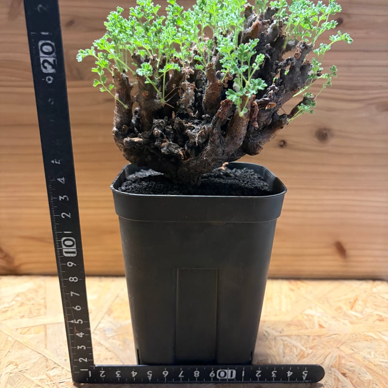 ペラルゴニウム アルテルナンス | GREEN LUCK