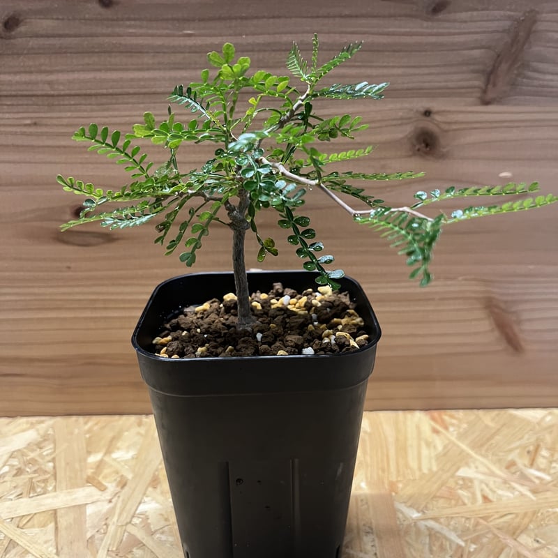 オペルクリカリア パキプス 実生 | GREEN LUCK