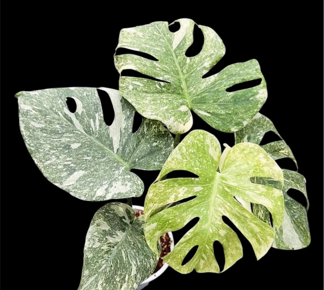 モンステラ デリシオーサ グリーンスノー | GREEN LUCK