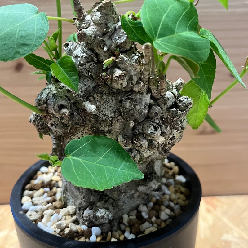 オオハマボウ （ユウナ） | GREEN LUCK