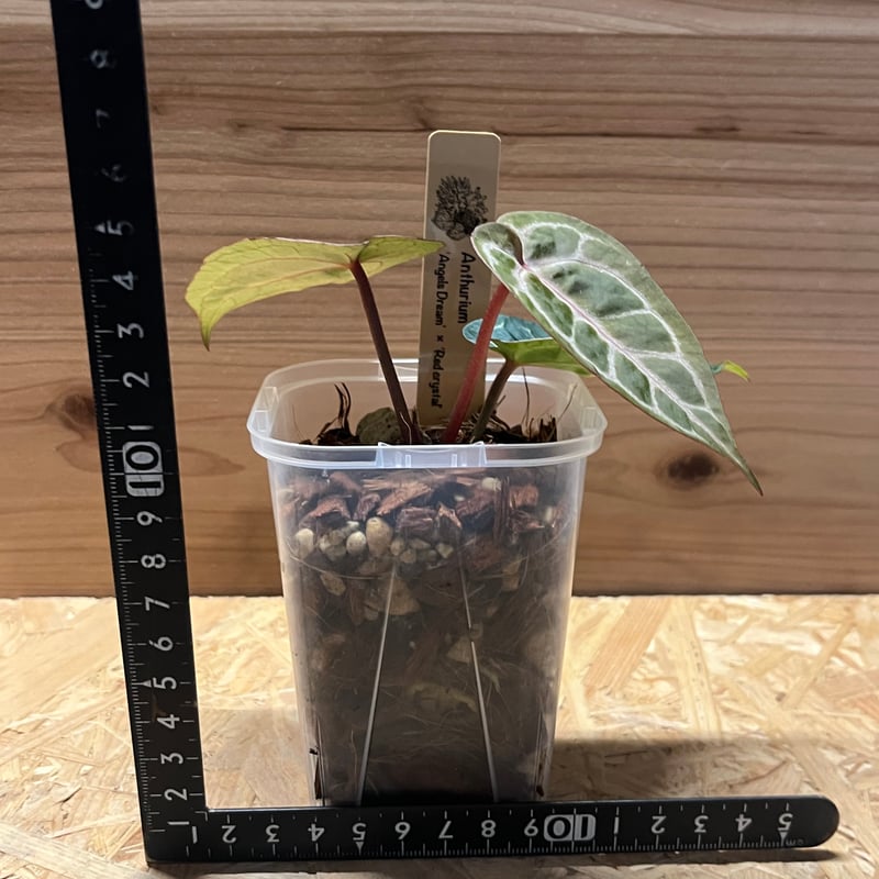 アンスリウム エンジェルズドリーム×レッドクリスタリナム | GREEN LUCK