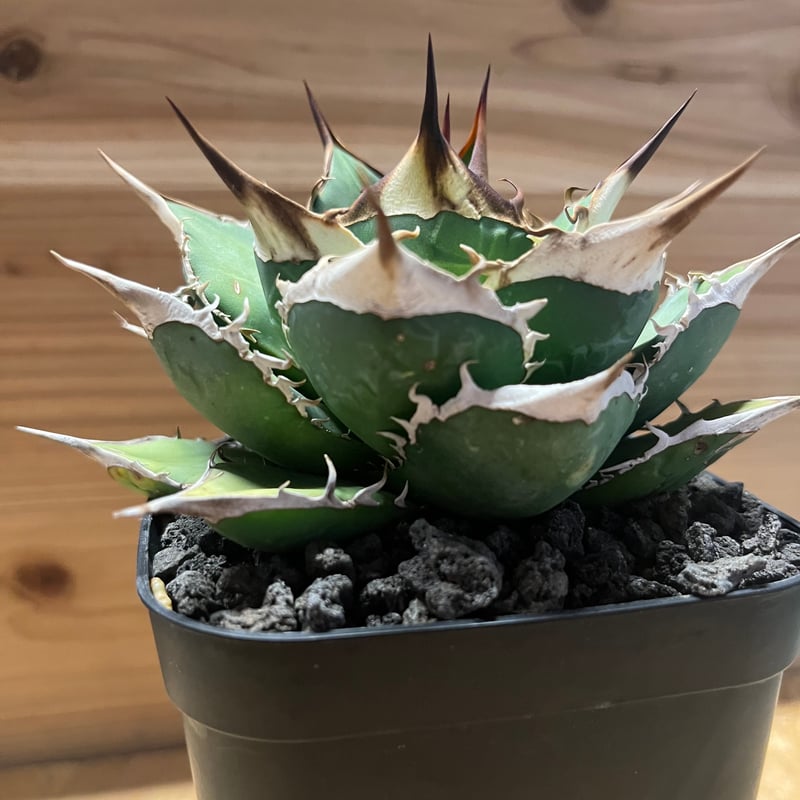 アガベ チタノタ オテロイ オアハカ | GREEN LUCK