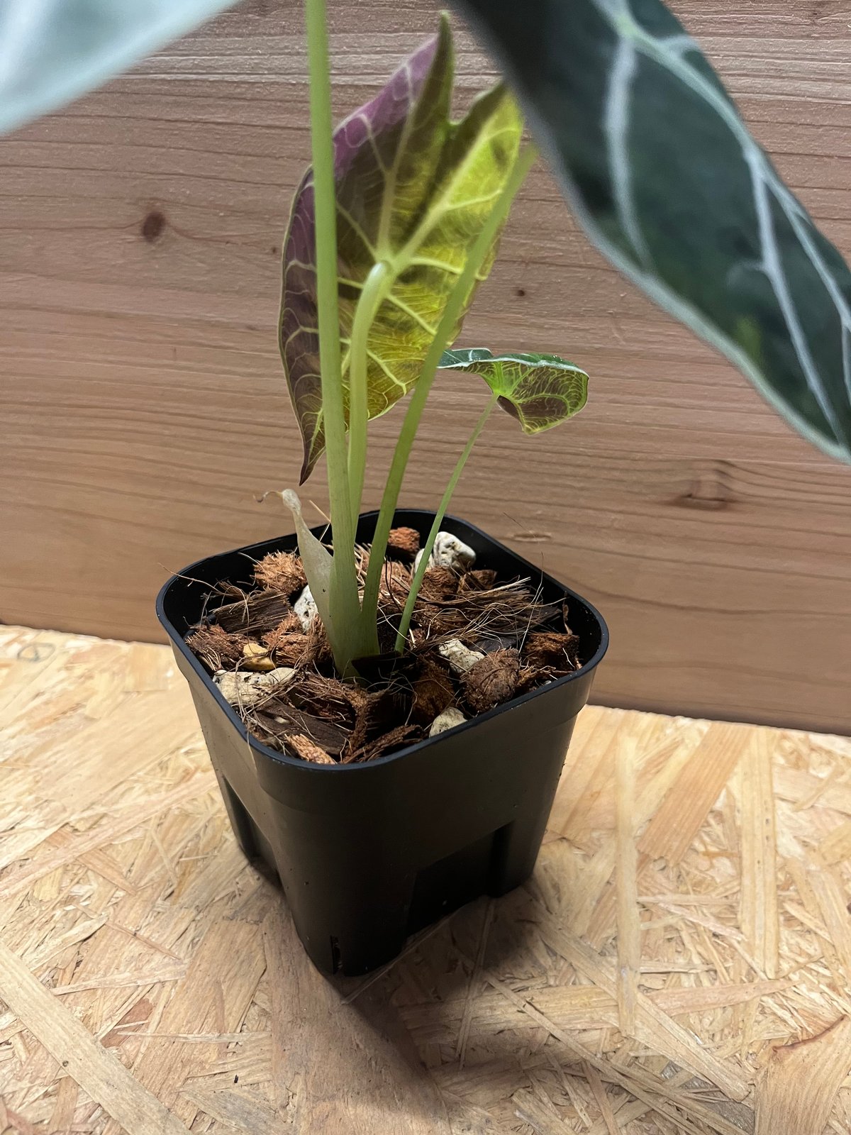 アロカシア ワトソニア ライトニング | GREEN LUCK