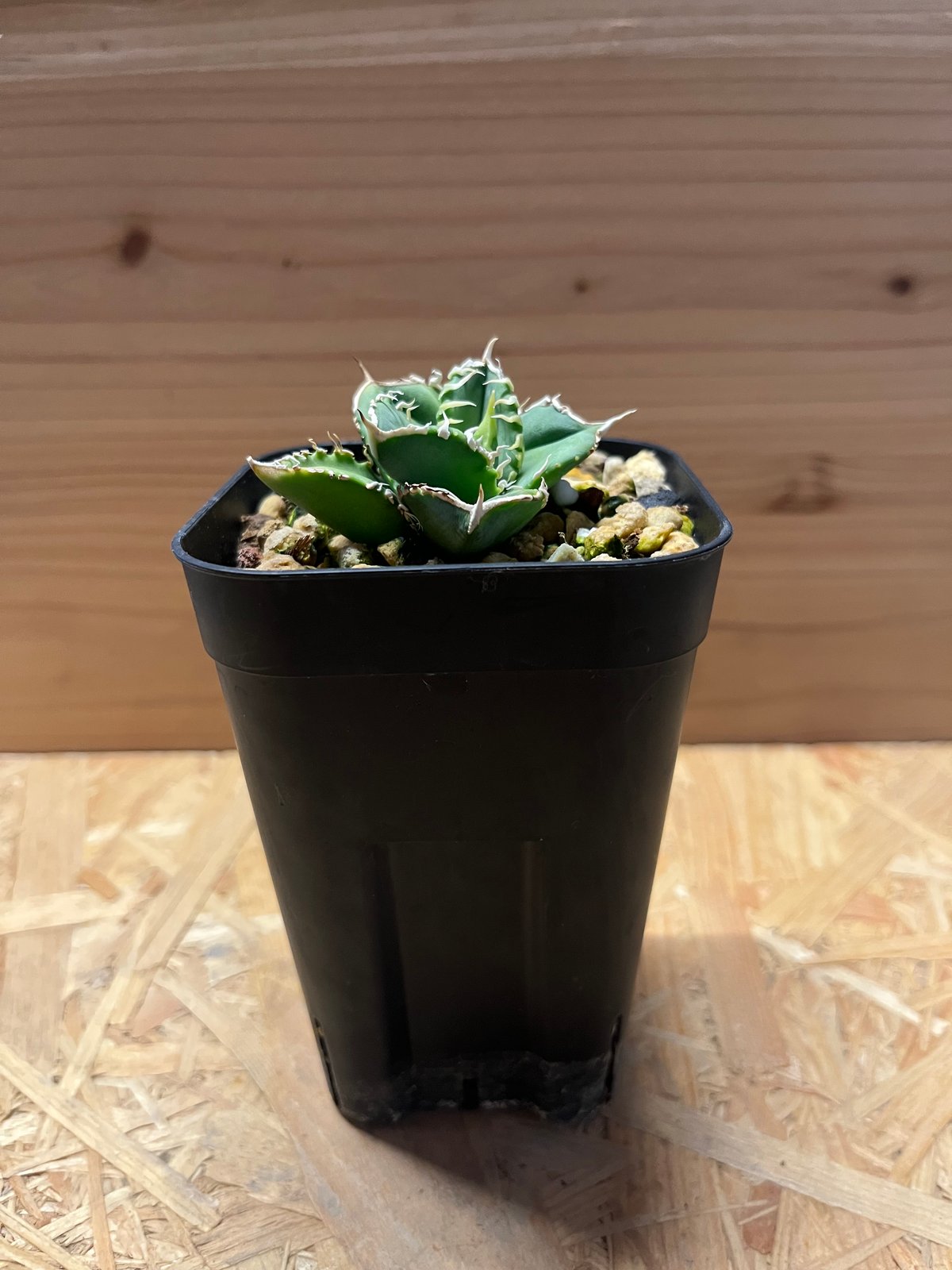 アガベ チタノタ 大白鯊 ホオジロザメ | GREEN LUCK