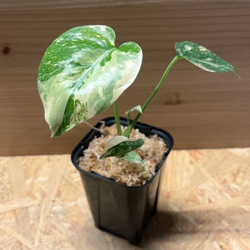 斑入りモンステラ デリシオーサ クリームブリュレ | GREEN LUCK