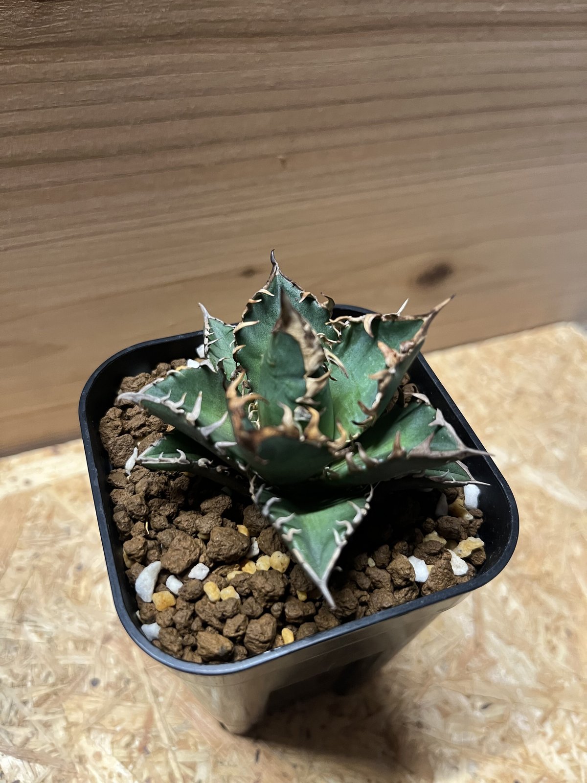 アガベ チタノタ レッドキャットウィーズル 'ゴリ猫' | GREEN LUCK