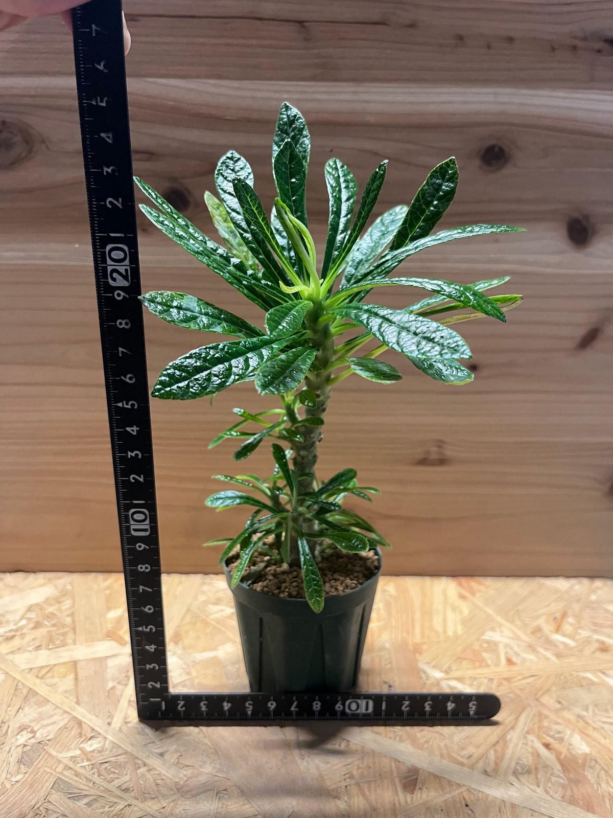 ドルステニア ギガス | GREEN LUCK