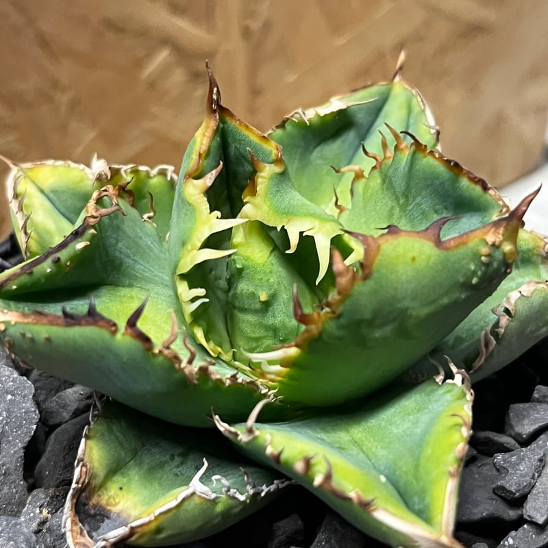 アガベ チタノタ ノーネーム スタッズ | GREEN LUCK