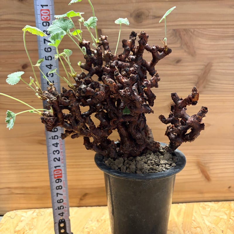 ペラルゴニウム ミラビレ | GREEN LUCK