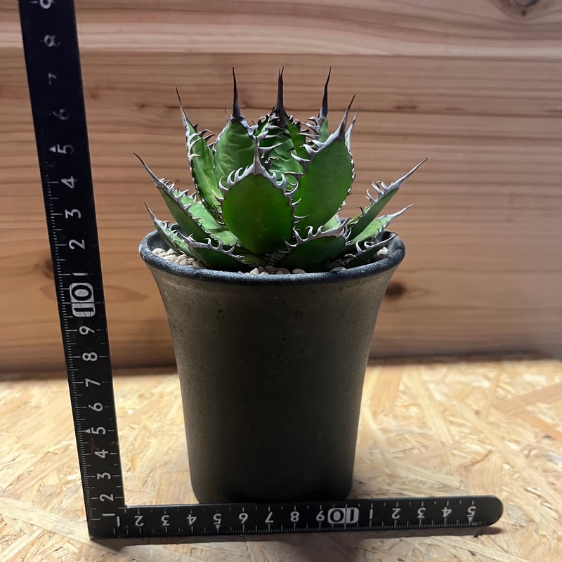 アガベ ホリダ | GREEN LUCK