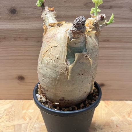 キフォステンママクロプス | STORES