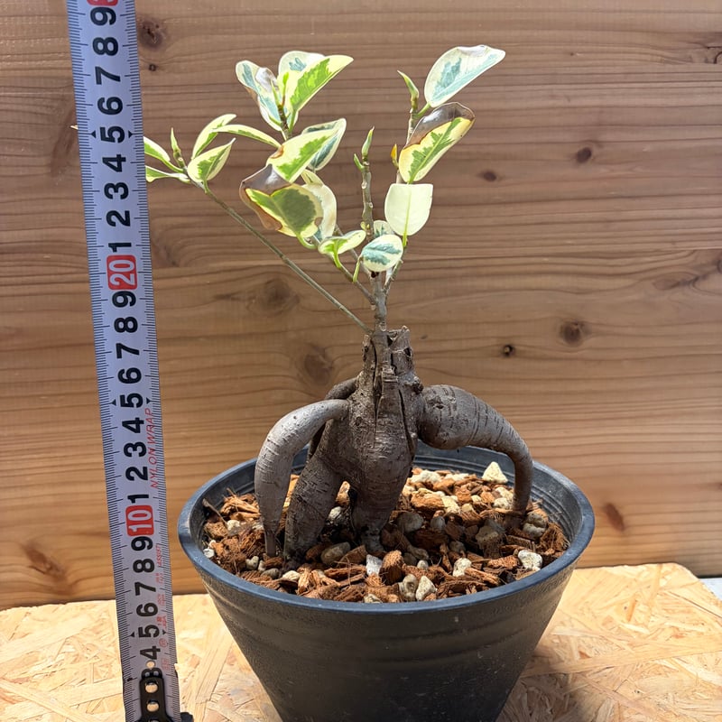 パンダガジュマル 斑入り | GREEN LUCK