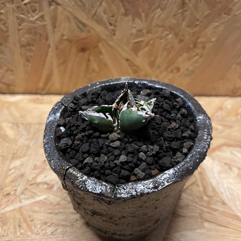 アガベ チタノタ 金鯨×伝市鉢 穴窯 | GREEN LUCK
