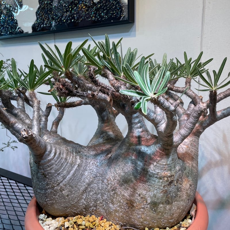 パキポディウム グラキリス 多頭特大株 | R_Plants.ONLINE