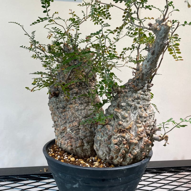 オペルクリカリア・パキプス 多頭株 | R_Plants.ONLINE