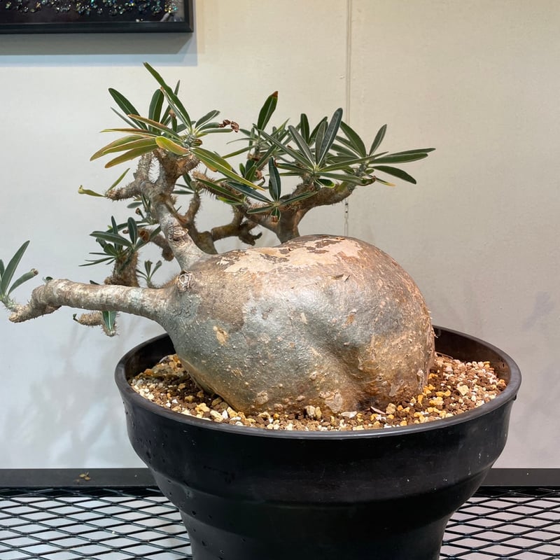 パキポディウム グラキリス 特大株 | R_Plants.ONLINE