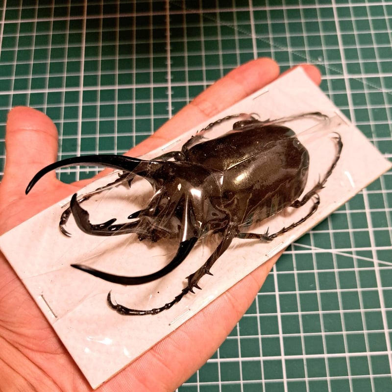 標本用死虫(パック標本) 】超特大コーカサスオオカブト♂100mmUP | 苔