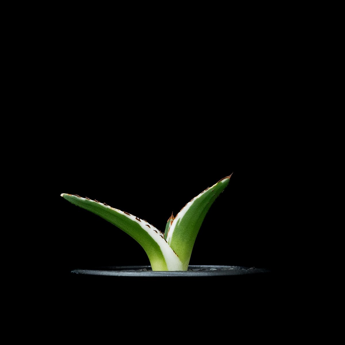 アガベ 氷山 / Agave victoriae-reginae 'Hyouzan' #2 |