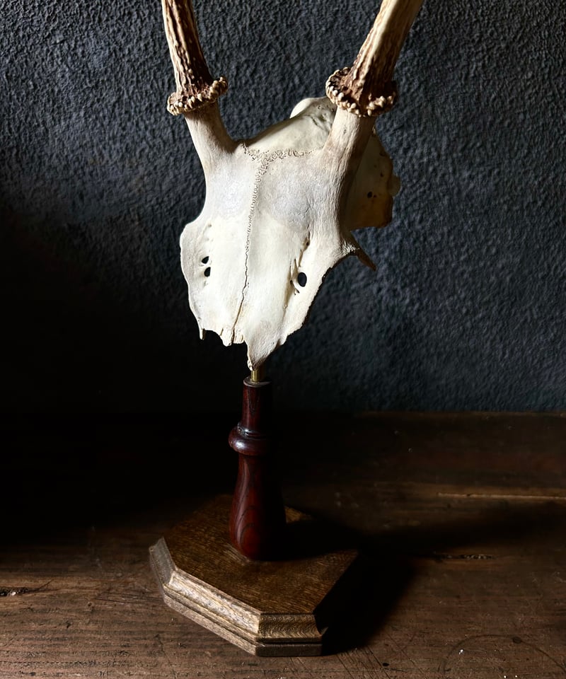 鹿角 標本 / 本物 頭蓋骨 / ハンティングトロフィー / 自然標本