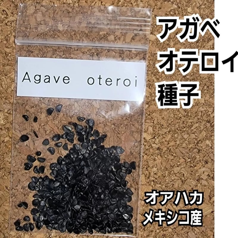 Agave Oaxaca oteroi 種子【10粒】 優良血統厳選 オアハカ メキシコ産