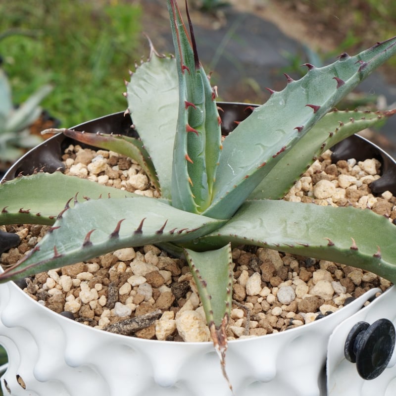 ハイブリッドアガベ 