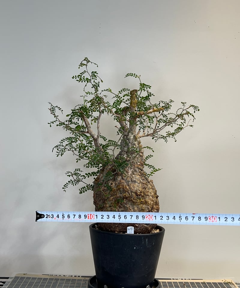 オペルクリカリアパキプス No.11 | R&A Caudex Plants