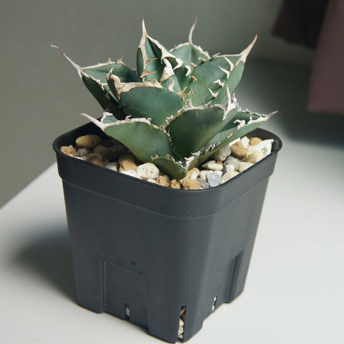 アガベ チタノタ ”南アフリカダイヤモンド（SAD）” | RADICE