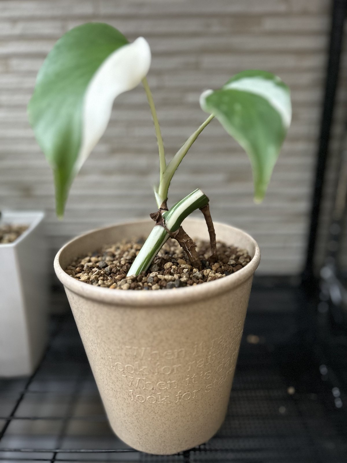 s*9様 斑入りモンステラ ホワイトタイガー極美大株53cm白斑多レア