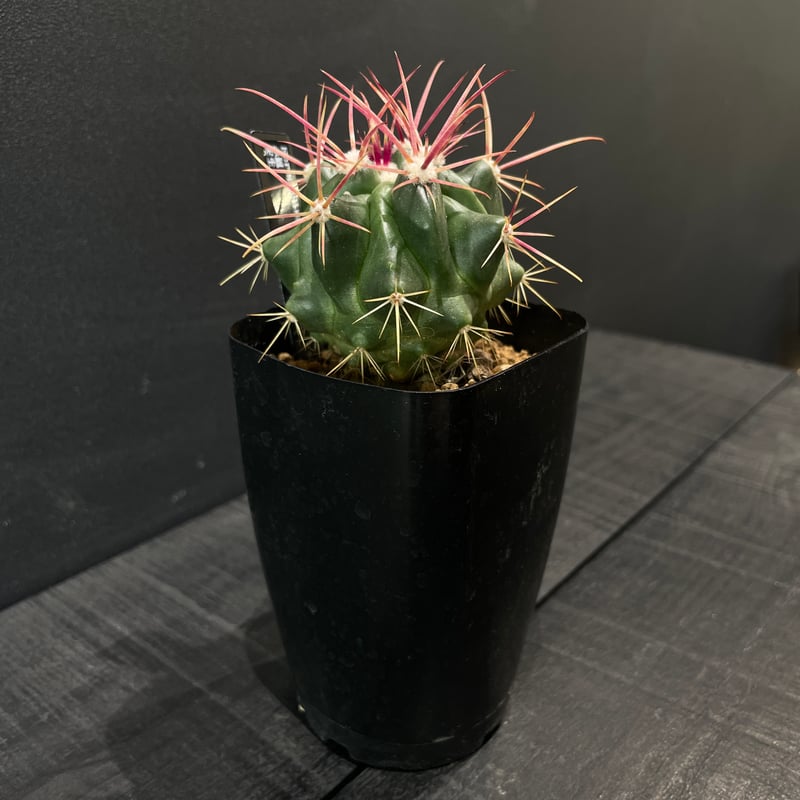 サボテン フェロカクタス 赤鳳 × プラ鉢 | 最終的にサボテン
